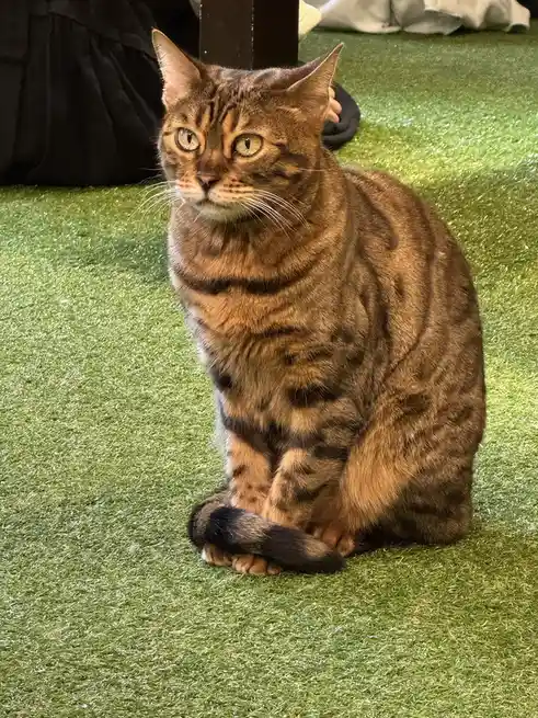A brown tabby cat with green eyes sits upright on artificial green grass, looking directly at the camera with a serious…
