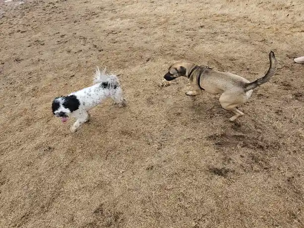 Two dogs are running across dry, brown grass. One is a small black-and-white curly-haired dog with its tongue out, and the…