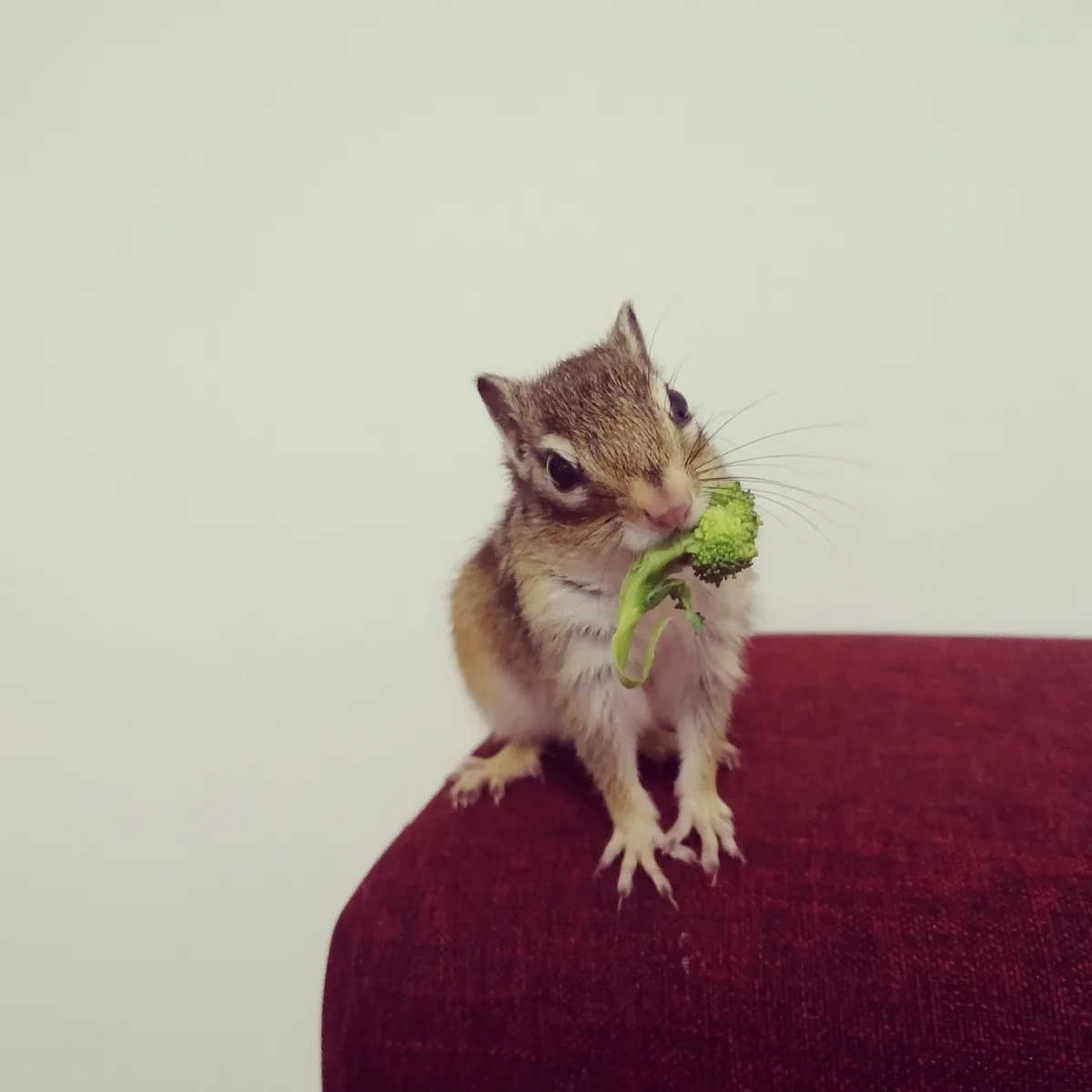 A small chipmunk with brown and white fur sits upright on a textured red fabric surface, holding a piece of green broccoli…