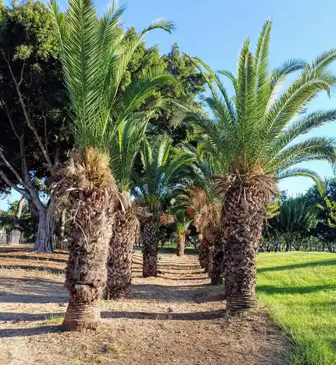 A row of palm trees in a park under a clear blue sky, with green grass on the right and dirt paths between them. The…