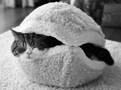 Meet Today's Adorable Cat