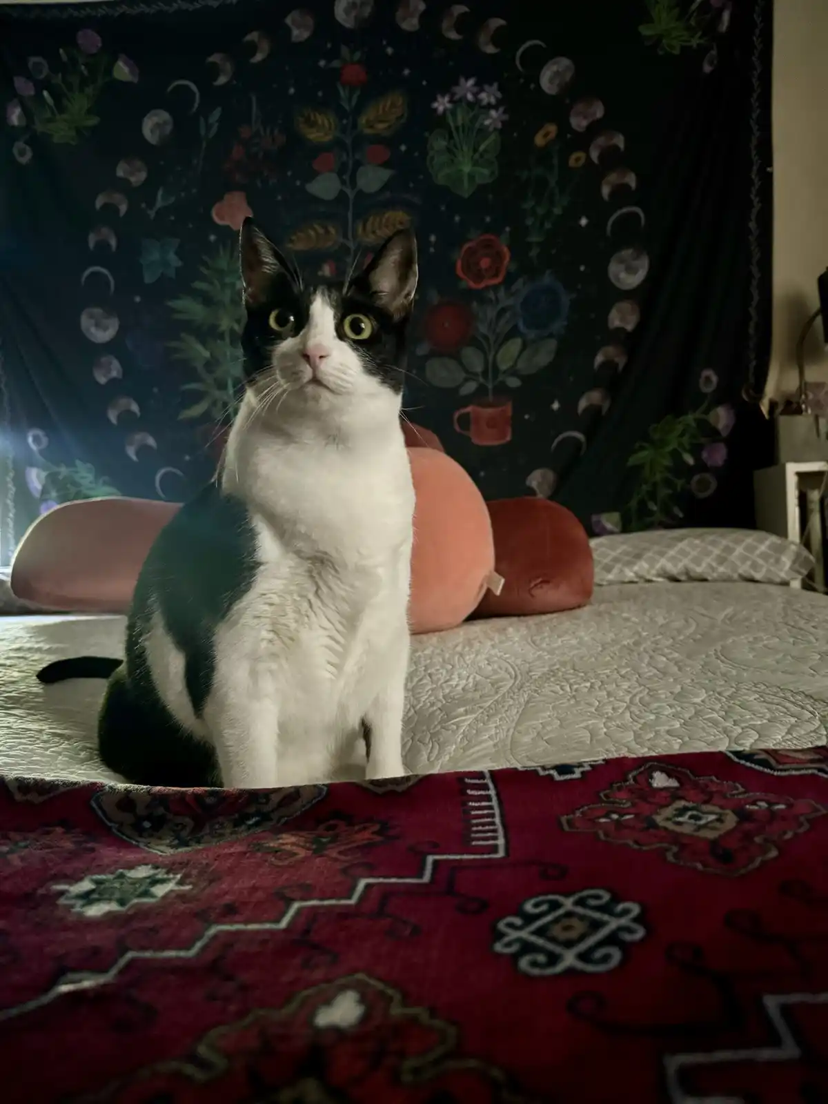 A black-and-white cat sits upright on a bed with a red patterned rug in the foreground and a dark tapestry with moon phases…