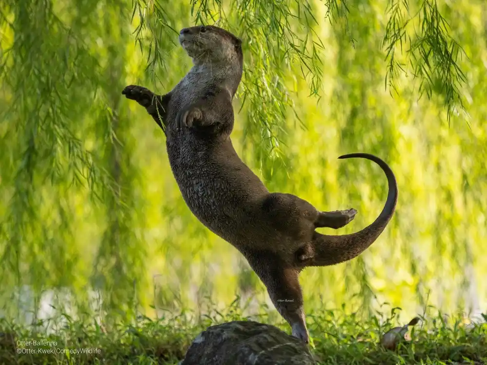 An otter stands upright on one hind leg on a rock, balancing gracefully with its front paws raised and tail curved…