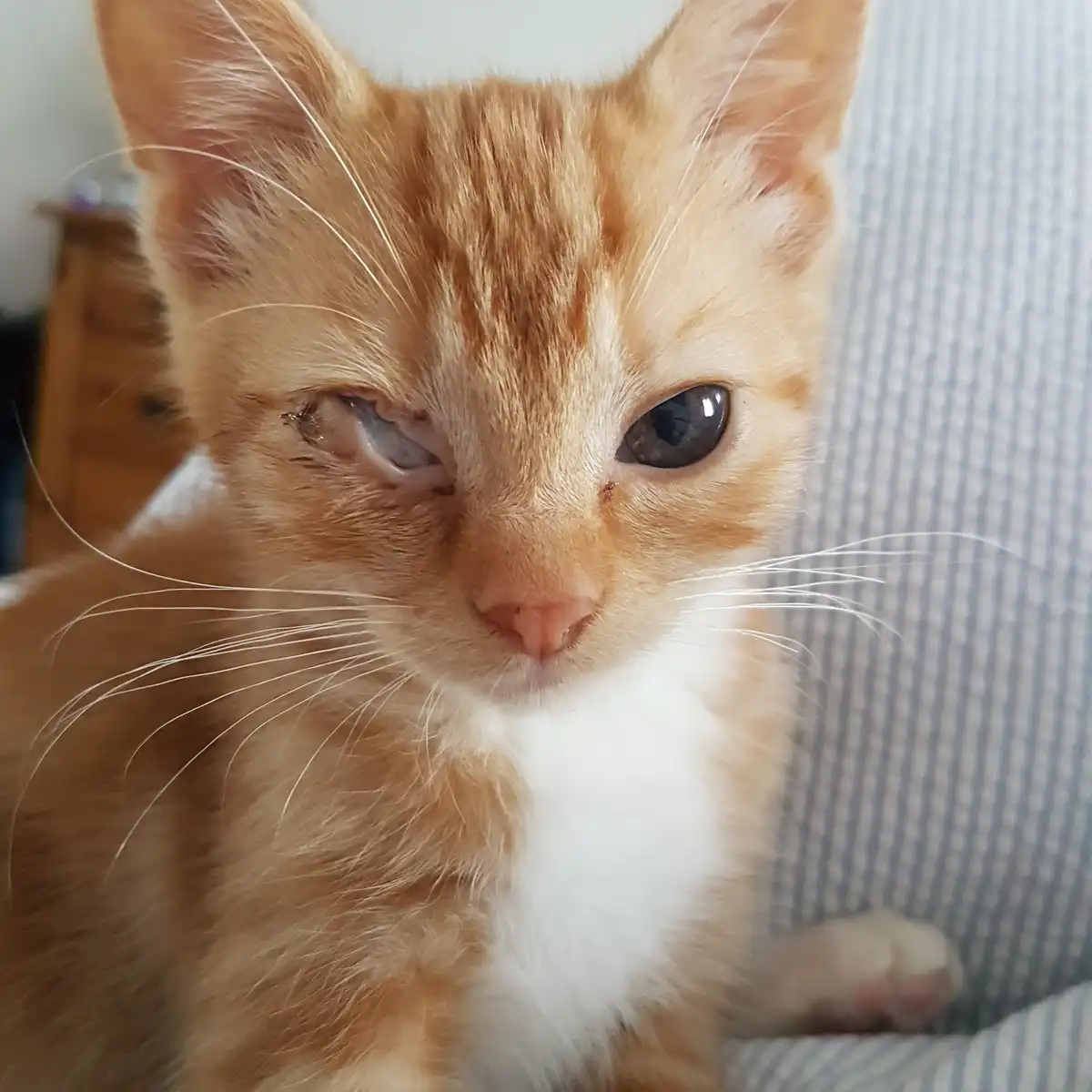 A close-up photo of an orange and white kitten with one eye visibly swollen and discolored, while the other eye is normal…