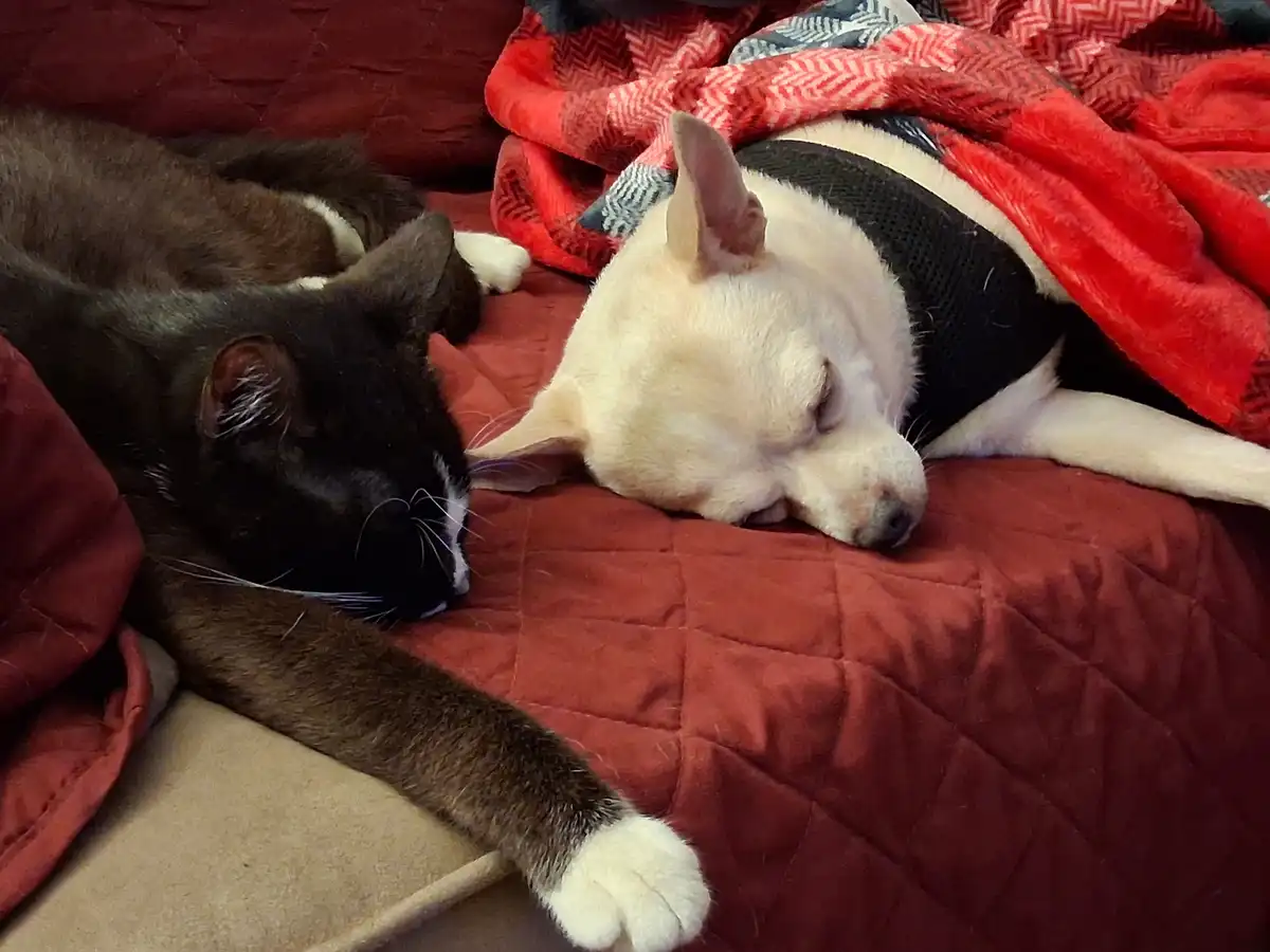 A black and white cat and a light-colored dog are sleeping side by side on a red quilted bedspread, with a red blanket…