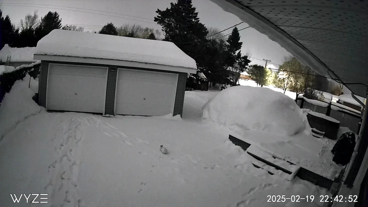 A small white cat sits alone in a snow-covered yard, surrounded by deep snowdrifts and a snow-laden garage in the…