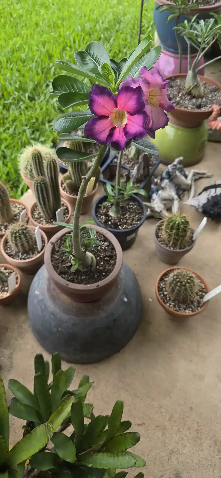 A Desert Rose Embracing Its Inner Goth: A Phase of Transformation