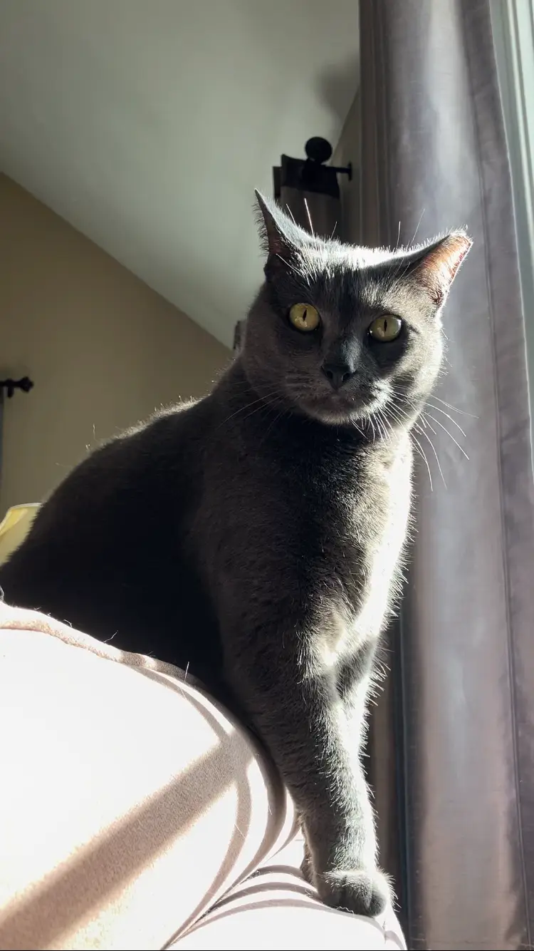 A gray cat with bright yellow eyes sits upright on a person's lap, bathed in sunlight streaming from a window next to dark…