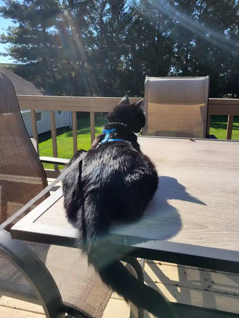 A black cat wearing a blue harness and leash sits on a wooden outdoor table, facing away from the camera toward a sunny…