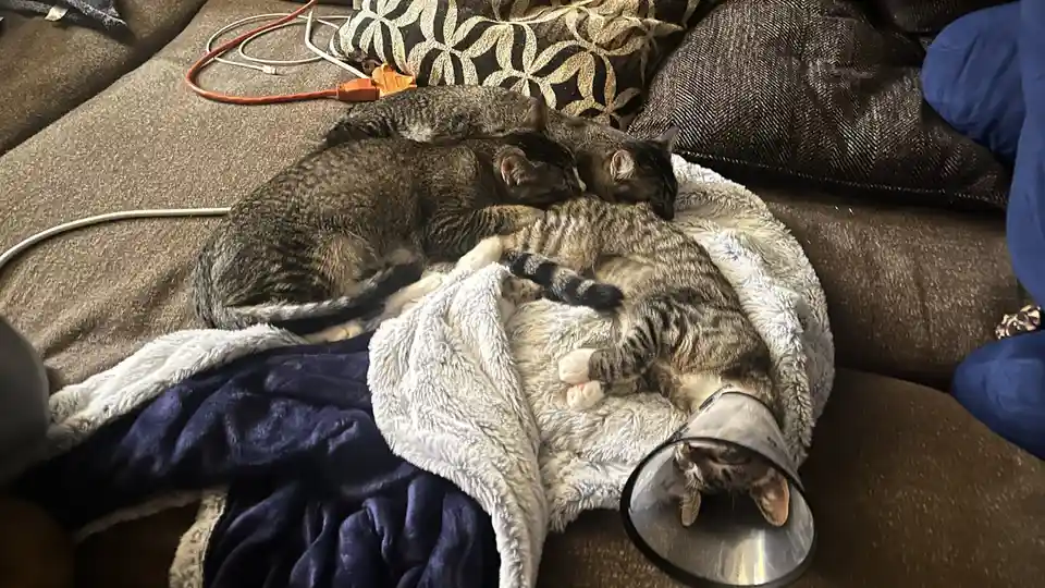 Three tabby cats are curled up together on a couch, one wearing a cone collar and sleeping peacefully while the other two…