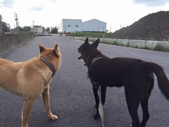 Adorable Duo: Two Dogs Being Cute