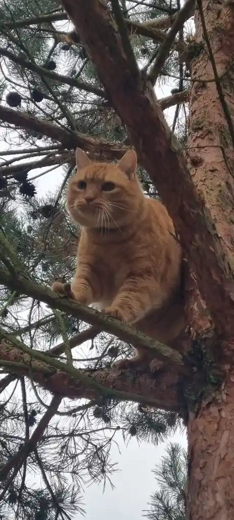 Rudolf's secret identity: Squirrel mode activated!