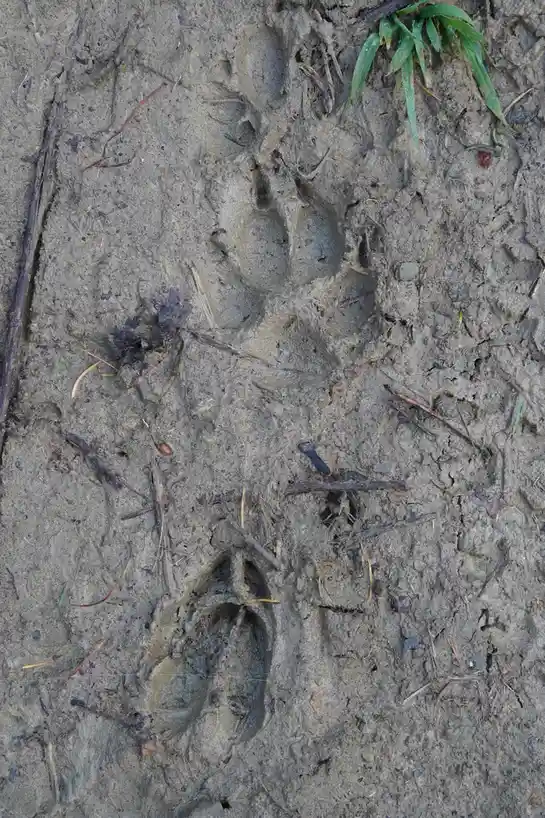 The Circle of Life: Hunter and Prey Captured in One Frame