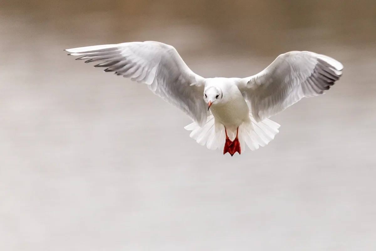 A white seagull with outstretched wings is captured mid-flight against a blurred, neutral-toned background. Its bright…
