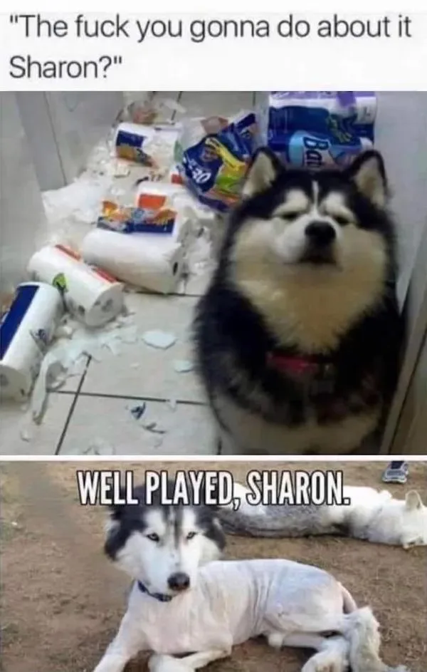 The top panel shows a fluffy black and white husky with its eyes closed, surrounded by a mess of torn toilet paper rolls and…