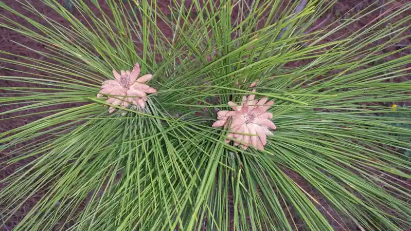 A close-up photograph shows two small, pinkish-brown pine cones nestled among vibrant green pine needles radiating outward…