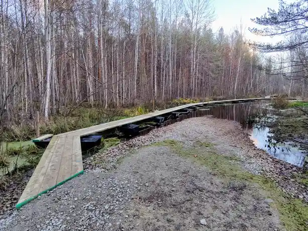 A wooden boardwalk extends over a shallow, algae-covered pond in a forest with bare trees, leading to a gravel path. The…