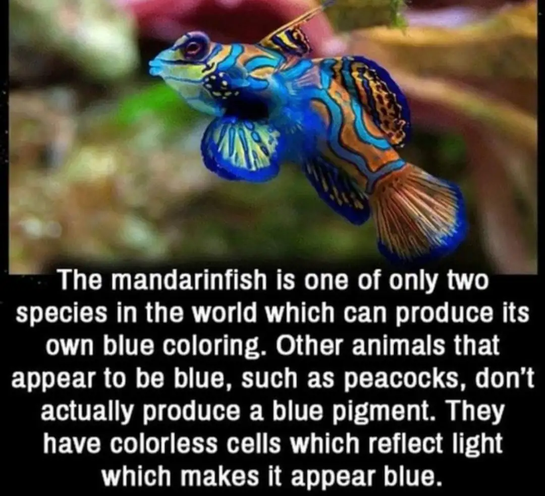 A vibrant, colorful mandarinfish swims in an aquarium with blurred coral and rock background. Overlaid white text on a black…