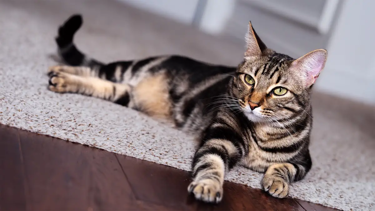 A tabby cat with green eyes lies stretched out on a light-colored rug next to dark wood flooring, looking directly at the…