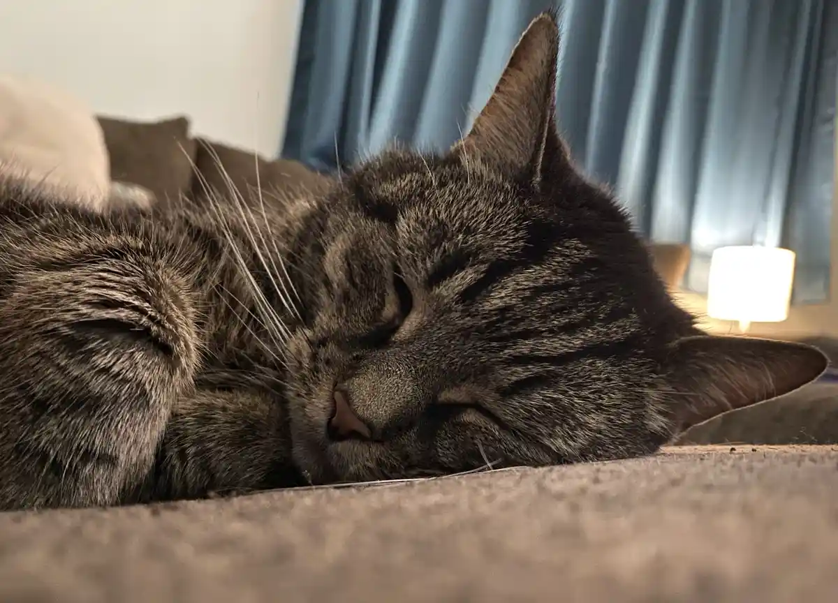 A Touching Tribute to Flynt (Warning: Sad Content)