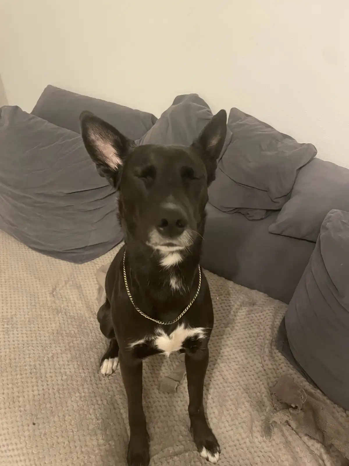 A black dog with white markings sits on a textured beige carpet in front of grey bean bags, wearing a gold chain necklace…