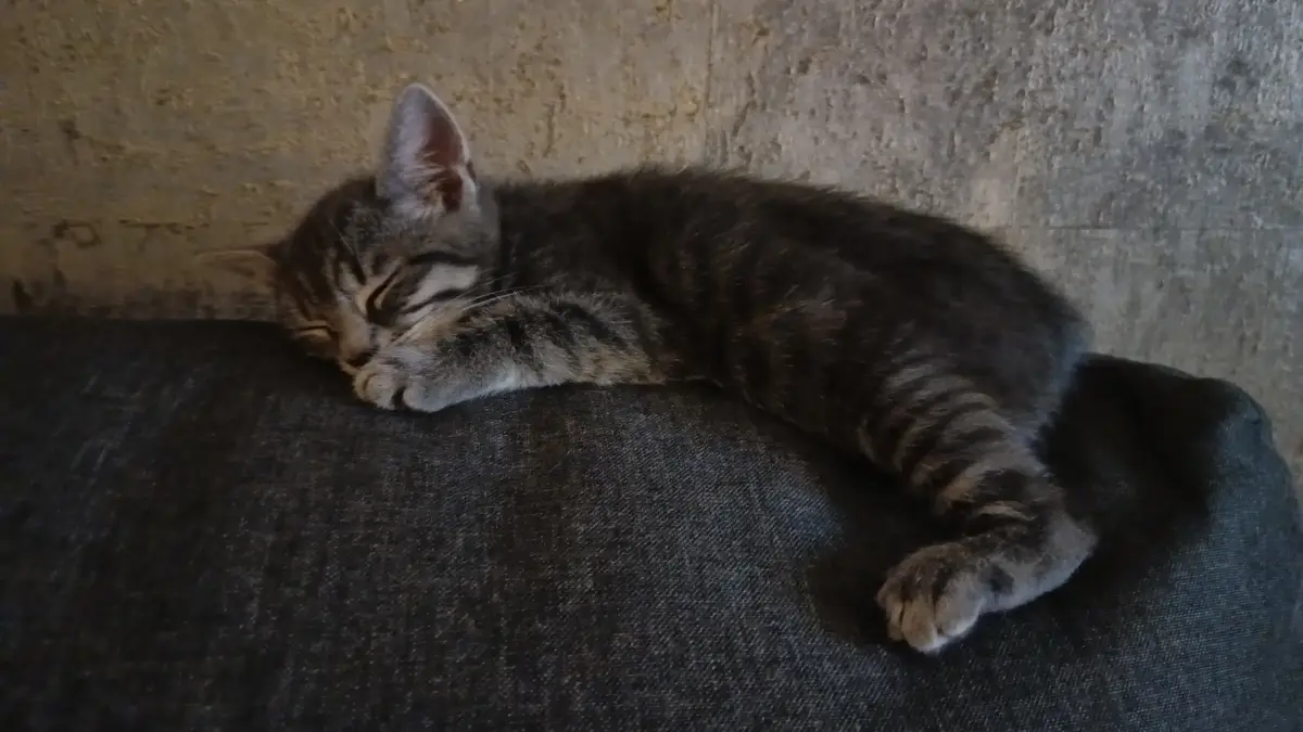 Meet My Friend's New Kitten: Too Adorable for Words!