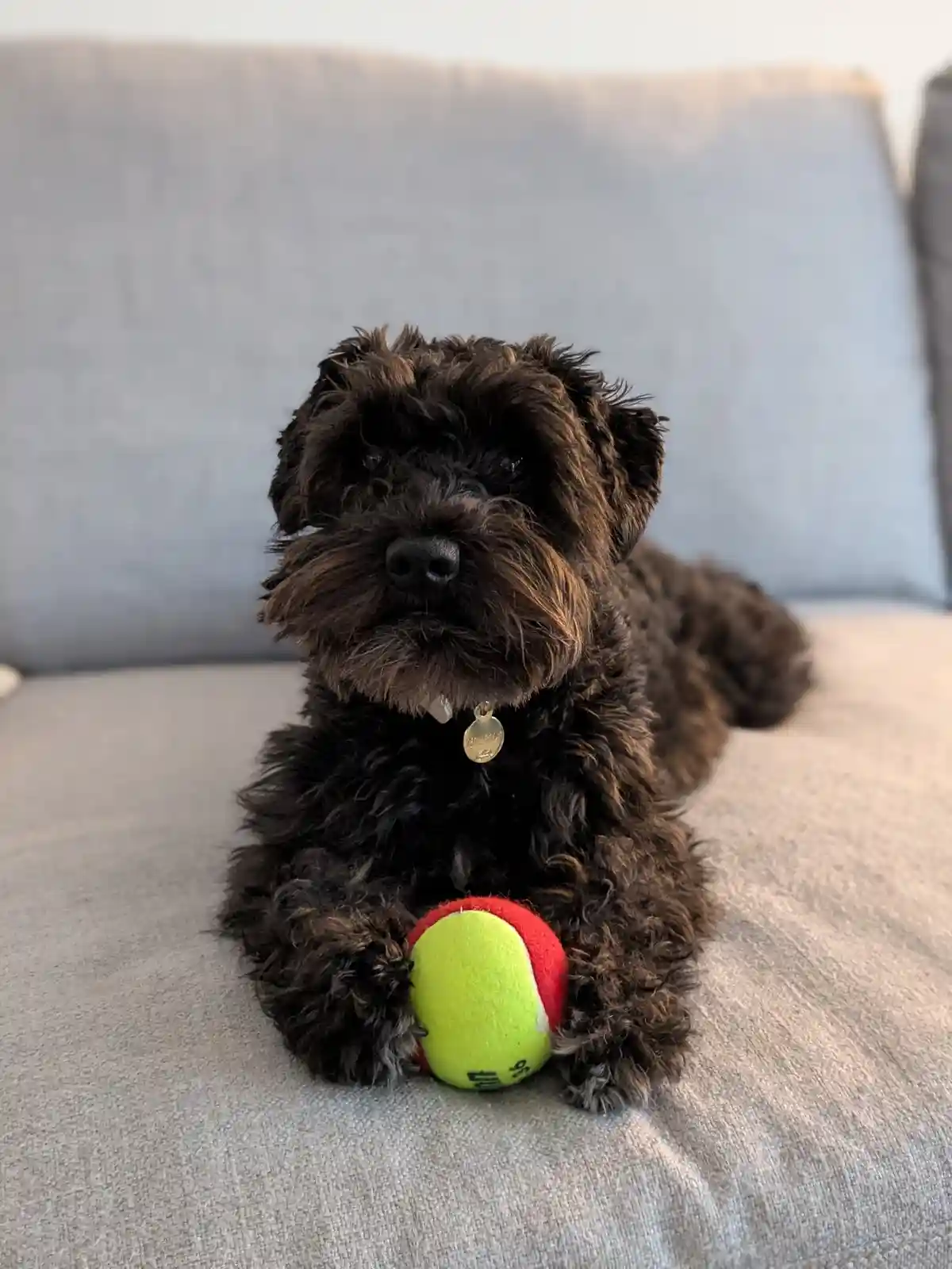 A small, dark brown, curly-haired dog with a gold tag on its collar is lying on a gray couch, holding a red and yellow…