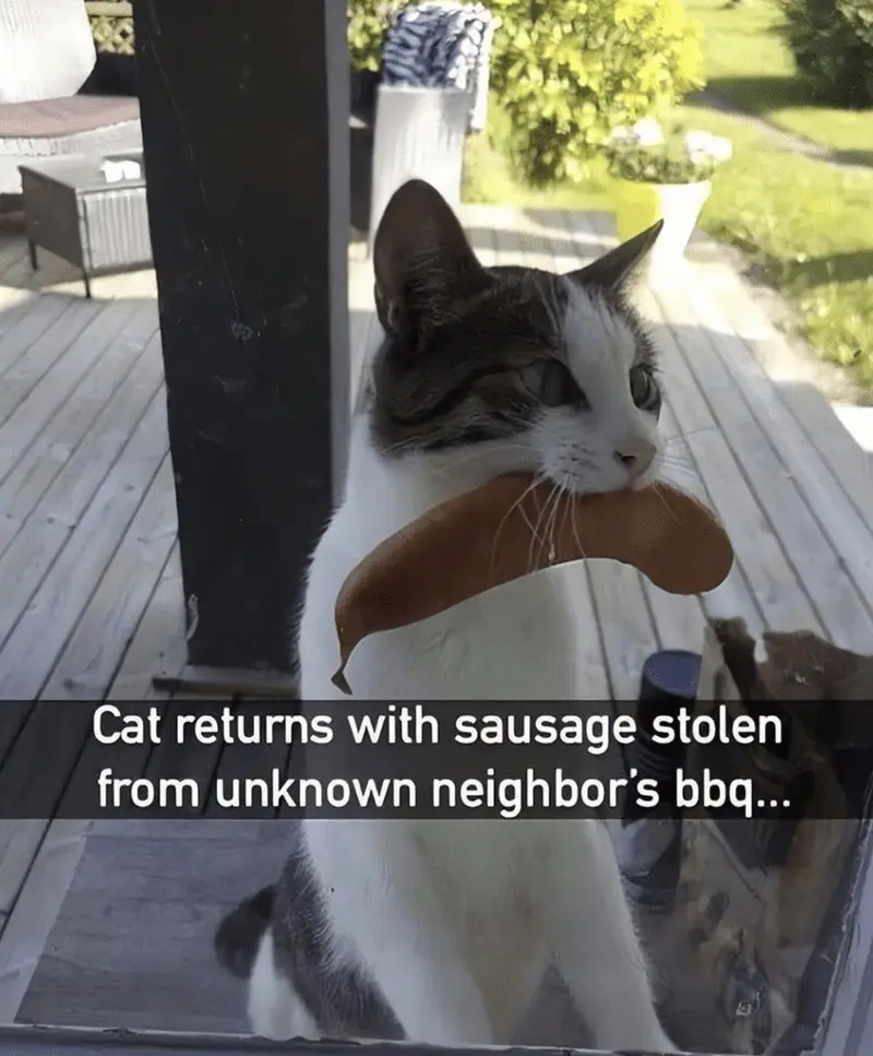 The Adorable Good Kitty Moment