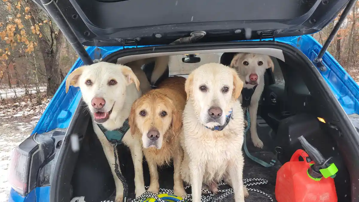 Four wet dogs of various light-colored breeds are packed into the open trunk of a blue car, looking at the camera. Snow is…
