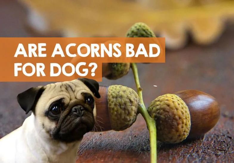 Acorns: A hazard for both Imgur and your furry friend.