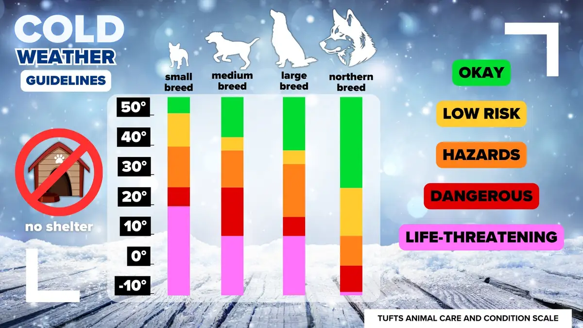 An infographic titled 'COLD WEATHER GUIDELINES' shows a temperature scale from 50° to -10° with colored bars for four dog…