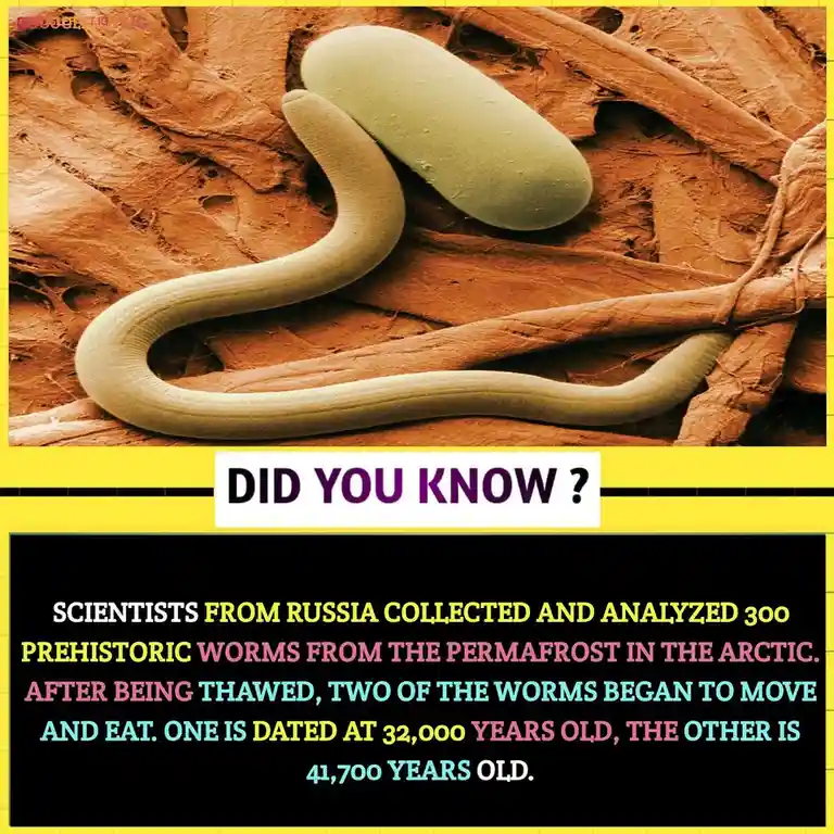 The image shows a close-up of two pale, segmented worms on a textured brown surface, resembling permafrost. Overlaid text in…