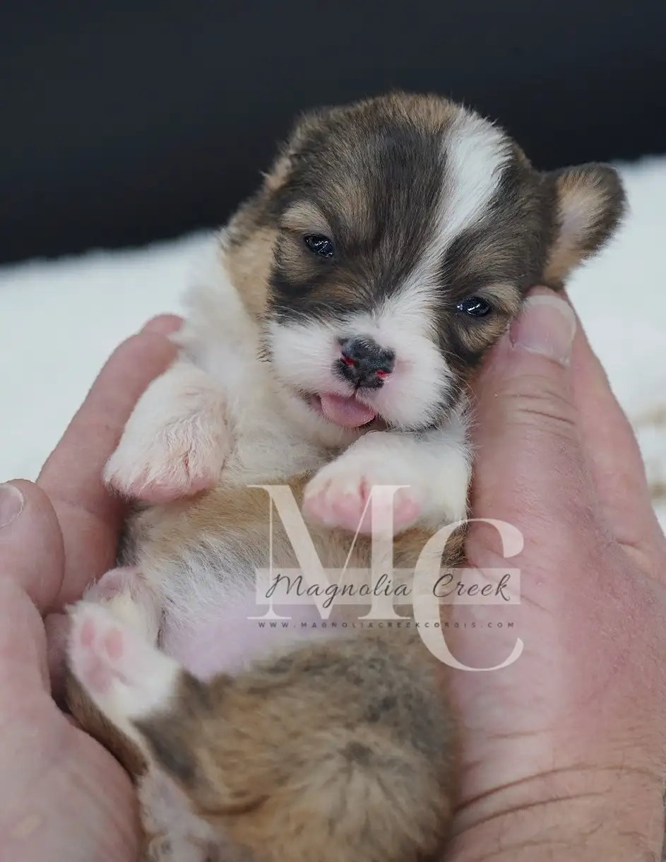 A tiny, fluffy puppy with brown and white fur is cradled in a person's hands, its tongue sticking out playfully. The puppy…