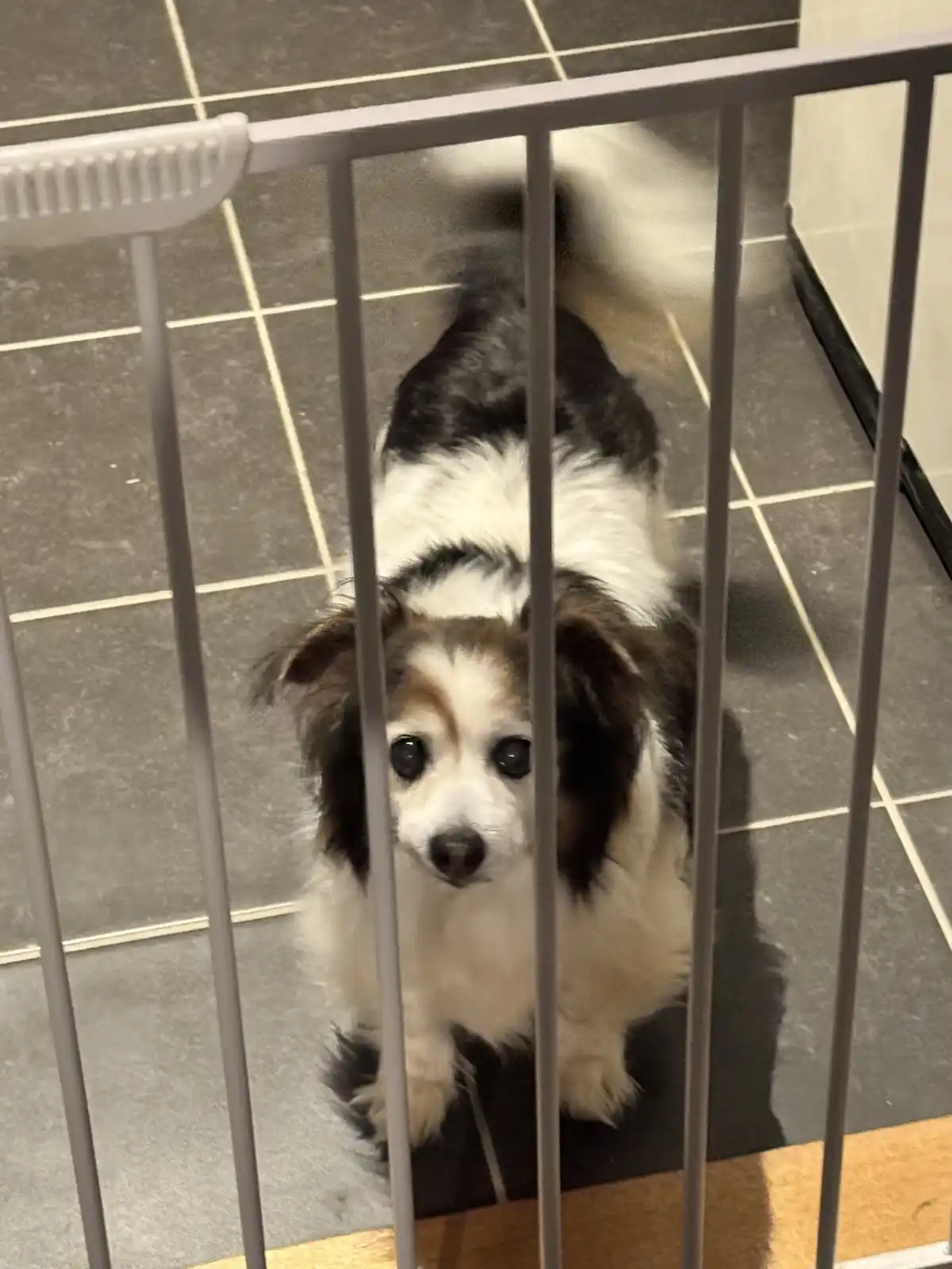 A small black-and-white dog with large, expressive eyes looks directly at the camera from behind a grey baby gate on a tiled…