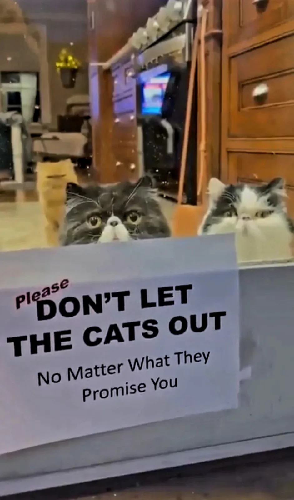 Three cats peer over a counter or barrier in a home setting, looking pleadingly at the viewer. A sign in front of them reads…