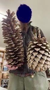 Behold the World's Largest Pine Cones