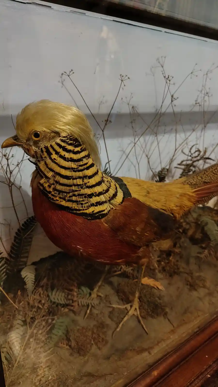 A taxidermied golden pheasant with a striking yellow crest and black-and-yellow striped neck is displayed in a glass case…