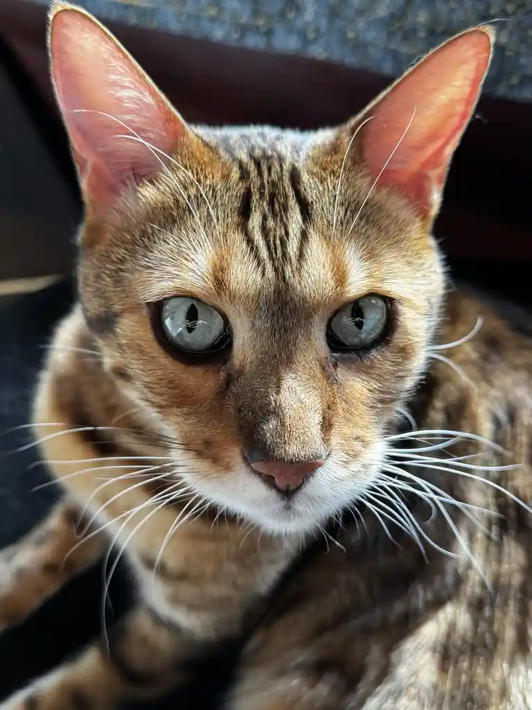 A close-up photo of a brown tabby cat with large, wide eyes and perked ears staring intently at the camera, overlaid with…