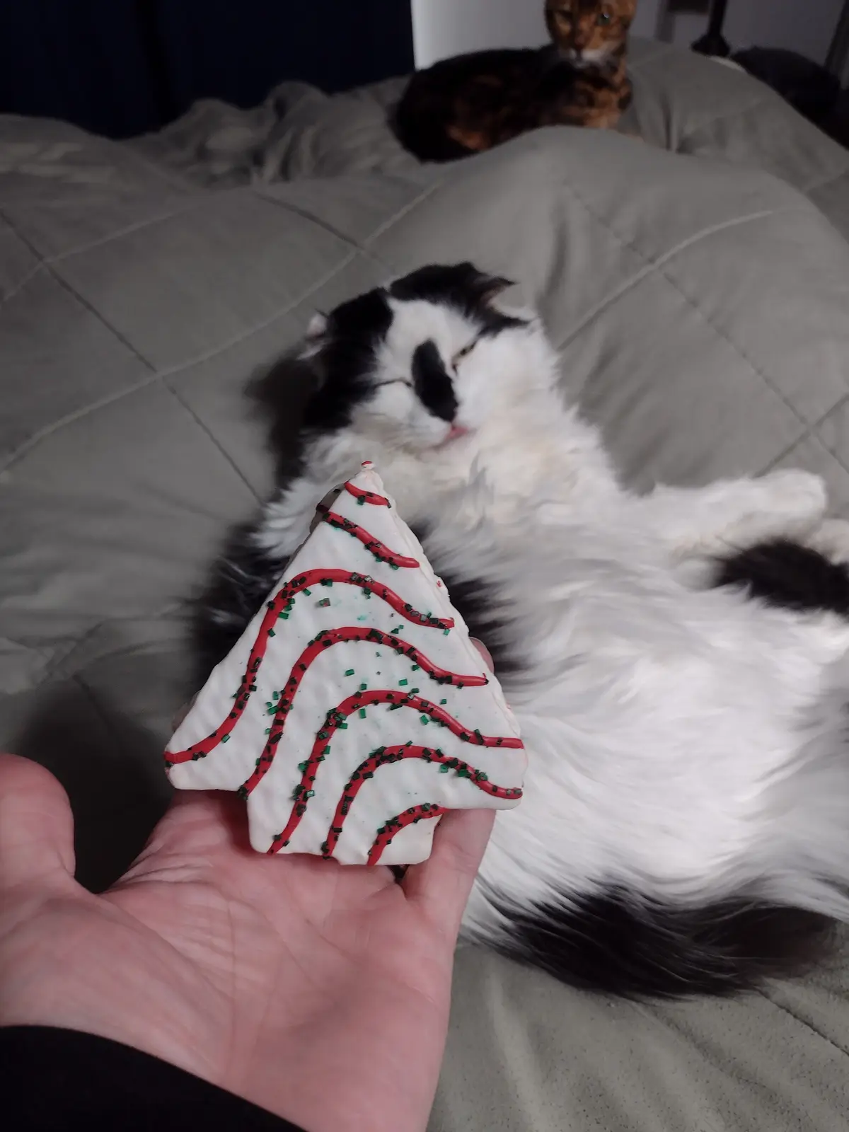 A person holds a Christmas tree-shaped cookie decorated with red icing and green sprinkles in front of a black-and-white cat…