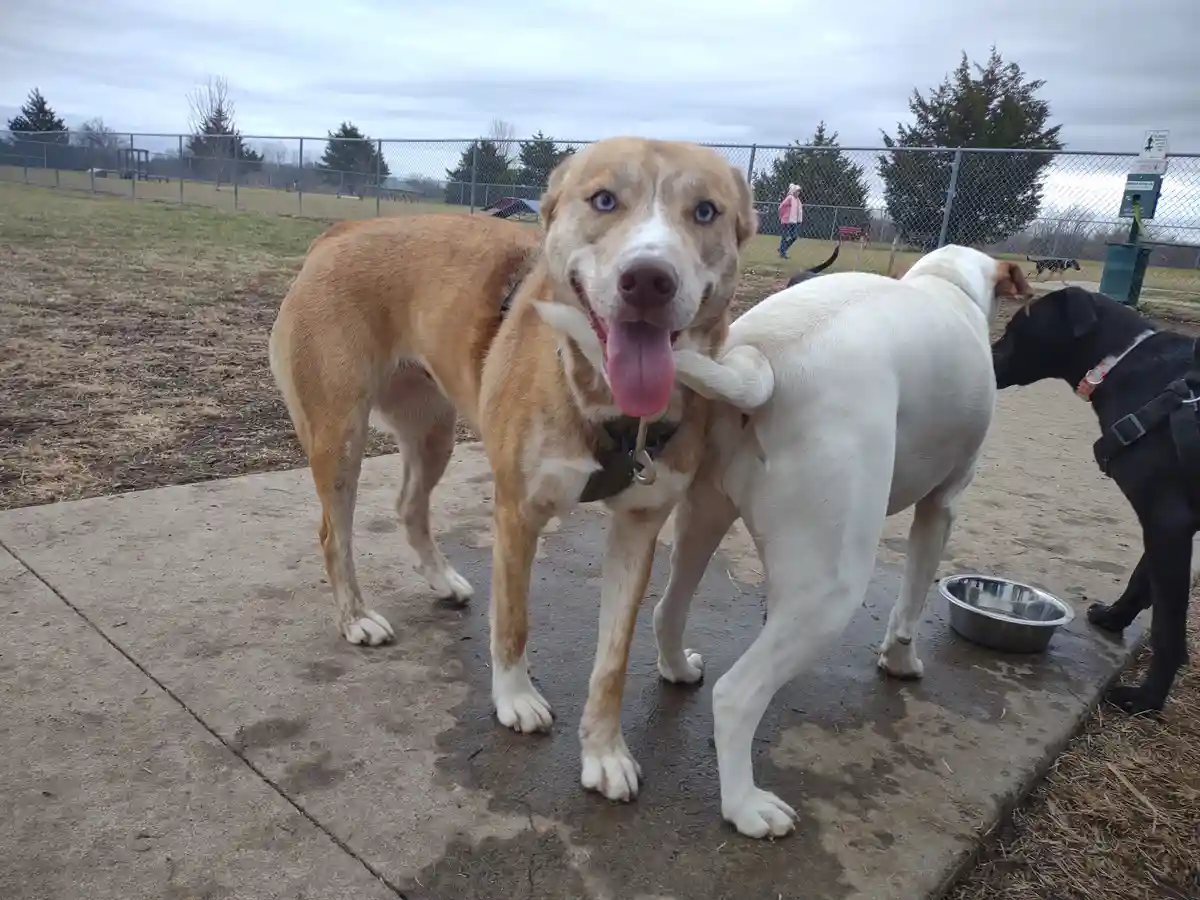 A tan dog with striking blue eyes and a happy expression looks directly at the camera while a white dog playfully nuzzles…