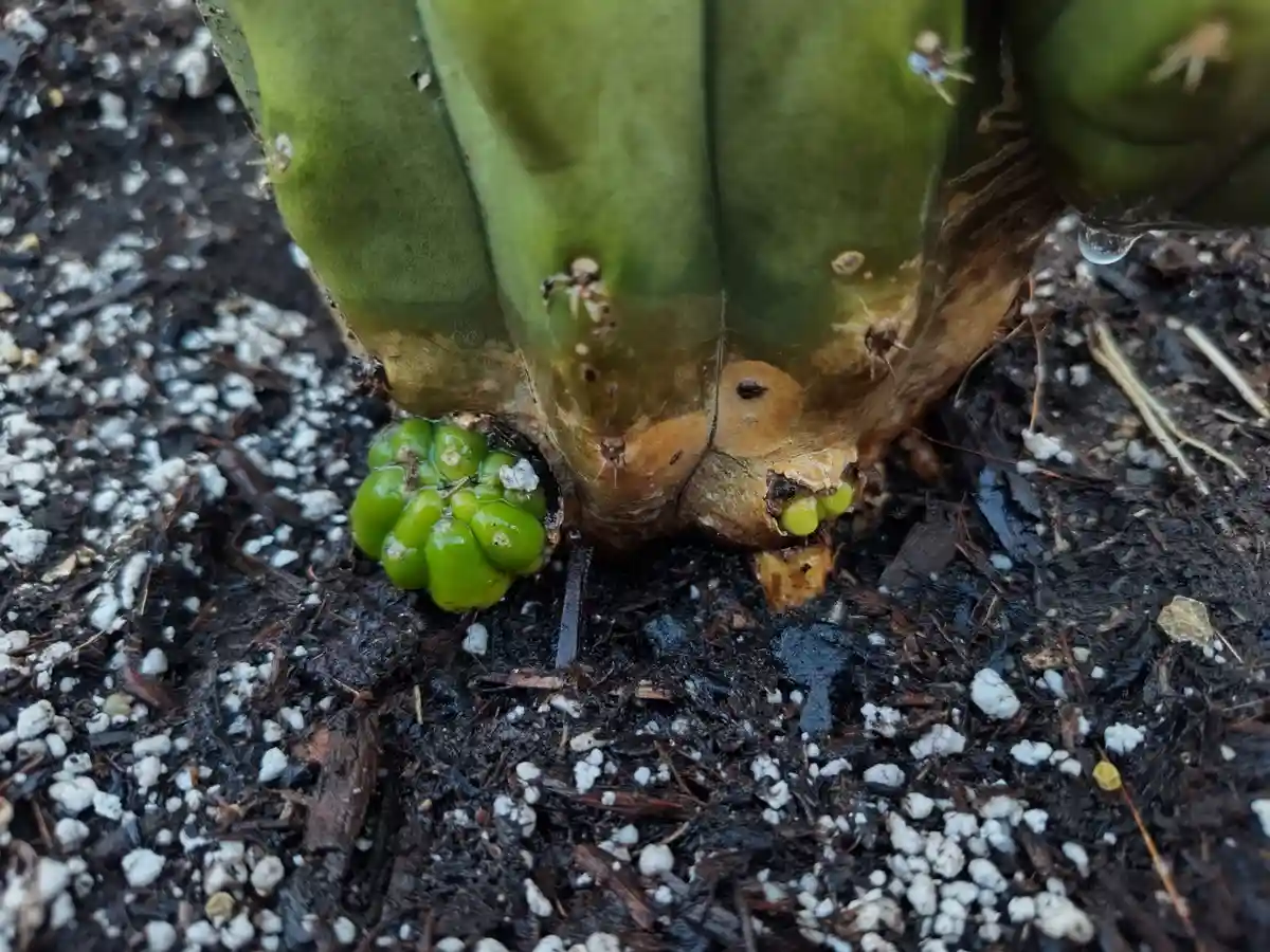 A close-up photo shows a green cactus with a small, round, green offshoot growing from its base, resembling a baby cactus…