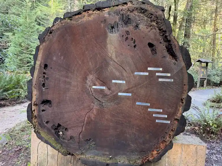 a large, circular cross-section of a cut tree trunk is displayed outdoors in a forest setting, resting on a concrete base…