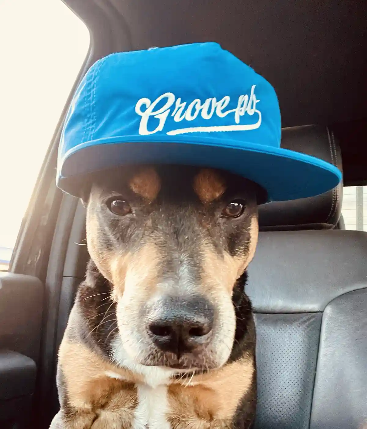 A close-up photo of a dog with black, tan, and white fur sitting in a car seat, wearing a bright blue baseball cap with…
