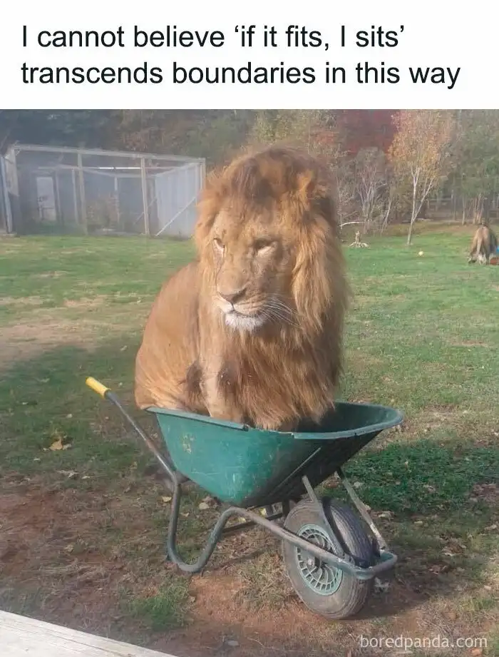 A large male lion with a full mane is sitting calmly inside a green metal wheelbarrow on a grassy field. The wheelbarrow is…