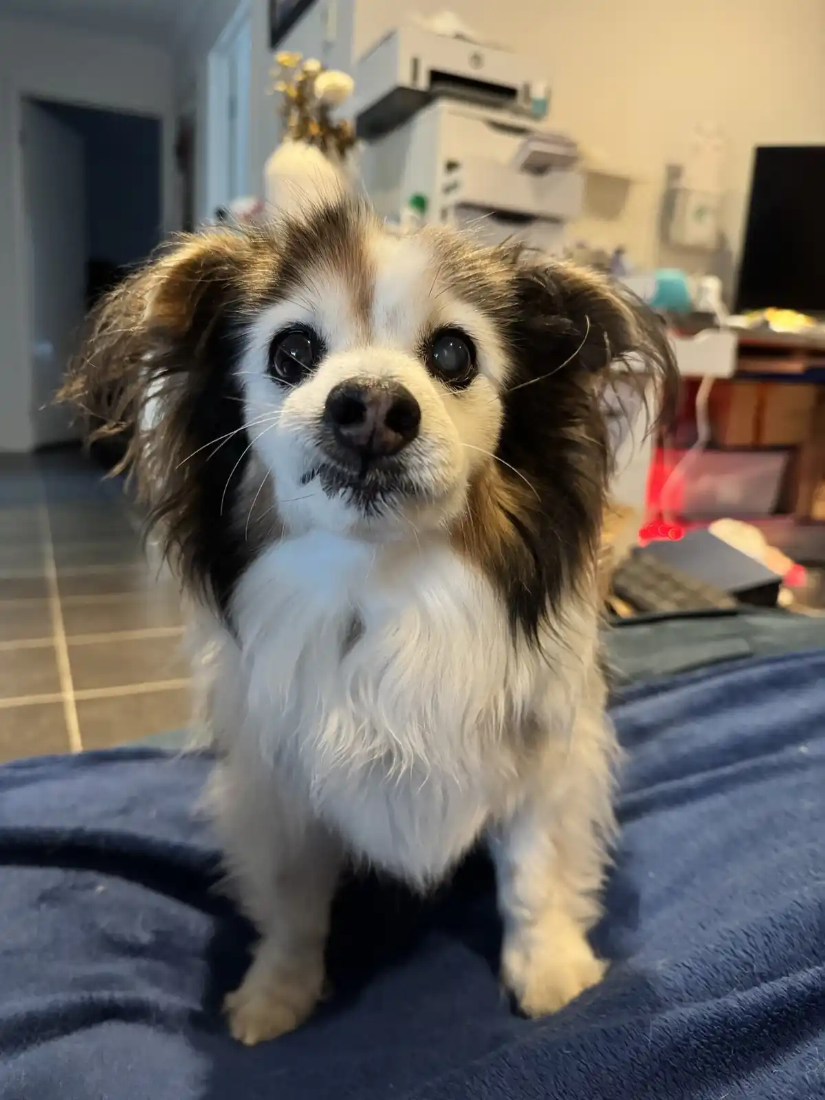 A small, fluffy dog with white and brown fur and large, expressive eyes sits on a blue blanket, looking directly at the…