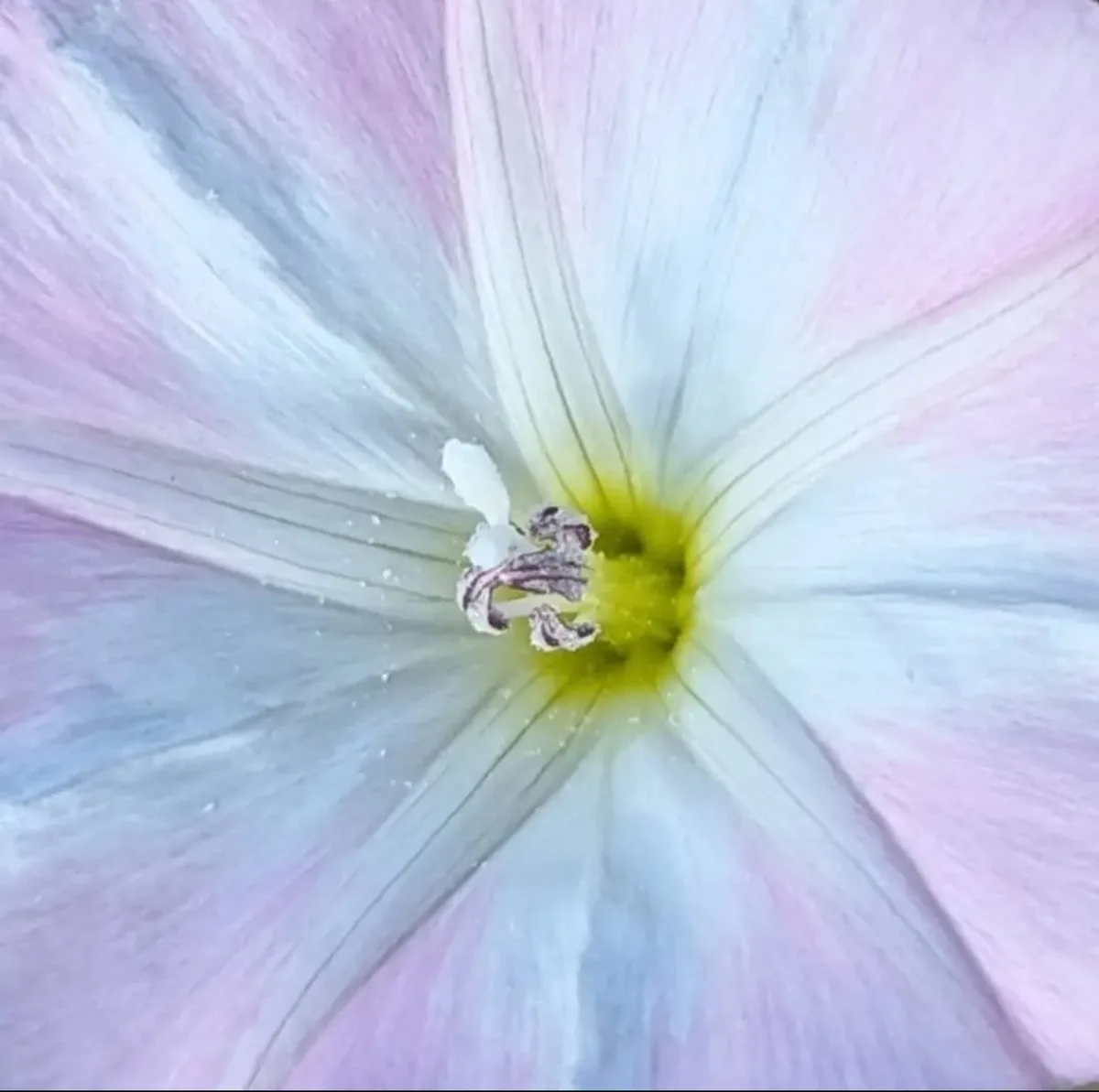 A close-up photo of a delicate flower with soft pink and white petals radiating from a yellow center, featuring visible…