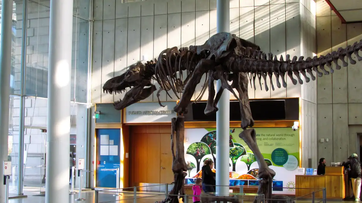 A large Tyrannosaurus rex skeleton is displayed in a modern museum hall, with visitors and exhibits visible in the…