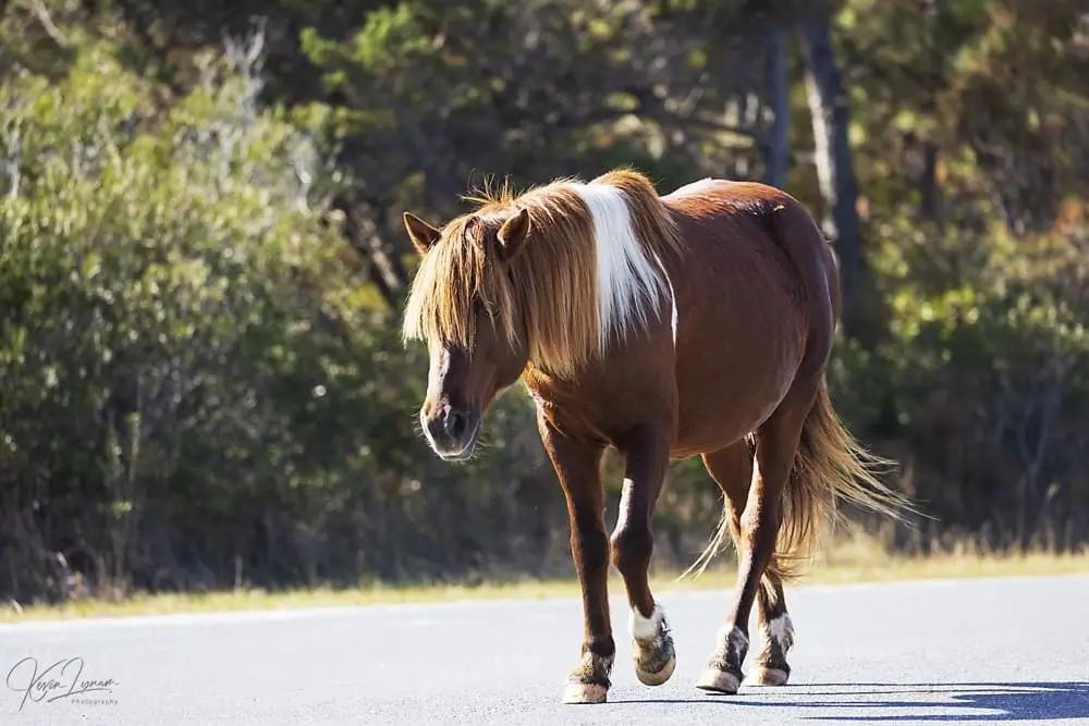 The Enigmatic Assateague Phoenix Revealed