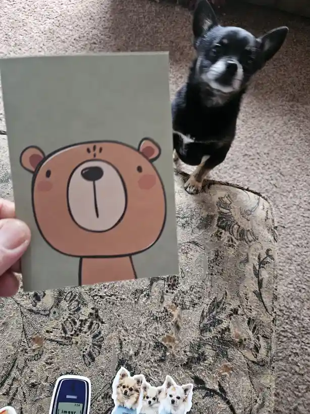 A small black and white dog looks up at a card featuring a cartoon bear illustration. The dog appears confused or…