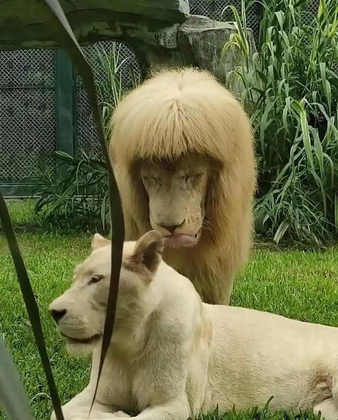 A white male lion with a very fluffy mane stands behind a white female lion lying on grass, both in an enclosure with green…